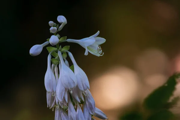 Закрыть Красивый Белый Цветок — стоковое фото