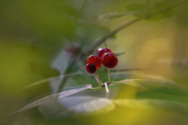 stock image close up of a branch of ripe red rose with green leaves. closeup