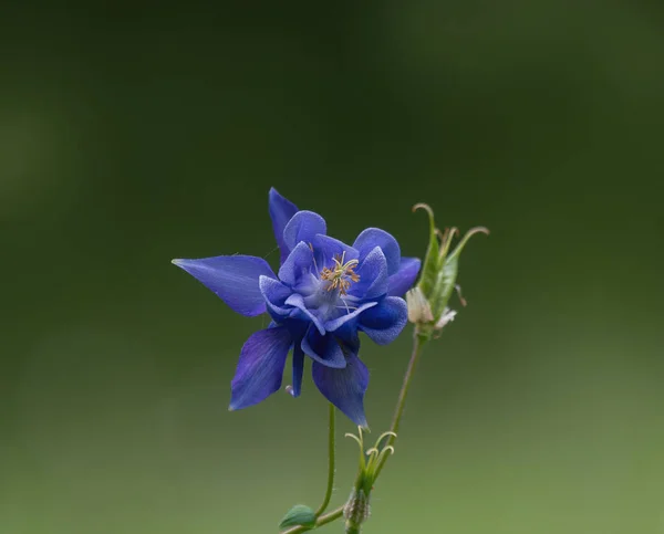 Hermosa Flor Azul Jardín — Foto de Stock