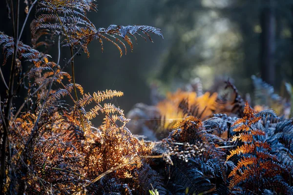 美しい秋の森 自然背景 — ストック写真