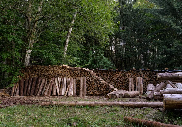 Tas Bûches Dans Forêt — Photo