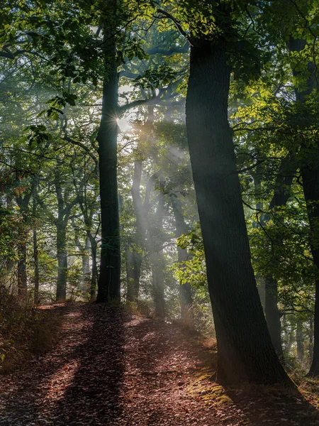美丽的秋天森林 有树木和绿叶 — 图库照片