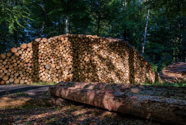 Sterta Kłód Lesie — Zdjęcie stockowe
