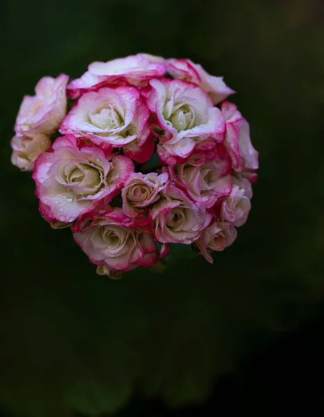 Beautiful Bouquet Roses Garden — Stock Photo, Image