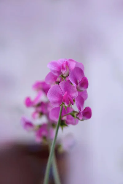 Фиолетовая Орхидея Саду — стоковое фото