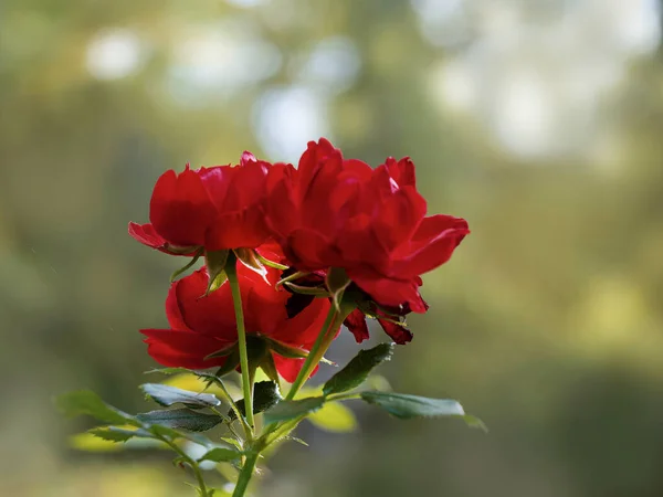 Rode Roos Bloem Natuur Achtergrond Close — Stockfoto