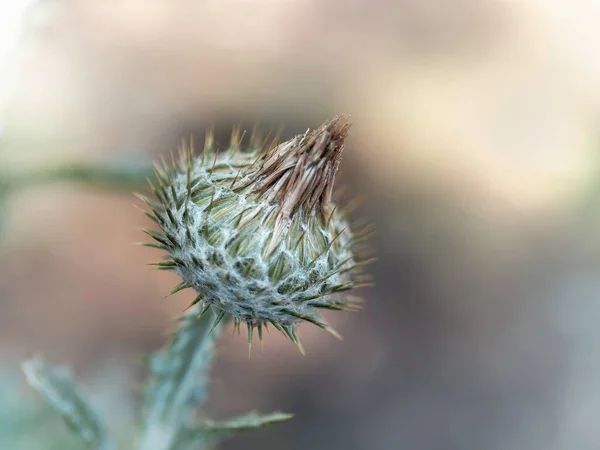 Κοντά Ένα Λουλούδι Γαϊδουράγκαθο — Φωτογραφία Αρχείου