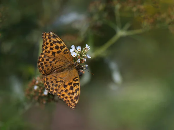 Farfalla Fiore — Foto Stock