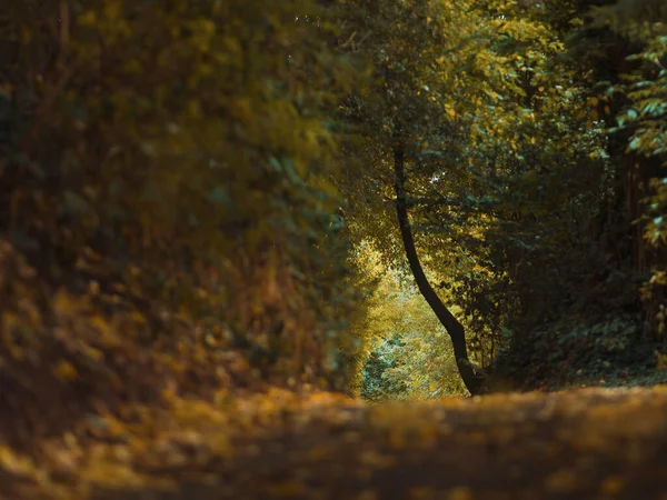 Prachtig Herfstbos Met Bomen Bladeren — Stockfoto