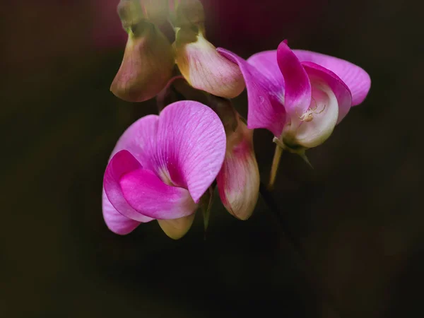 Bahçedeki Güzel Pembe Orkide Çiçeği — Stok fotoğraf