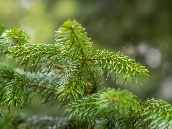 가문비나무가지 크리스마스 — 스톡 사진