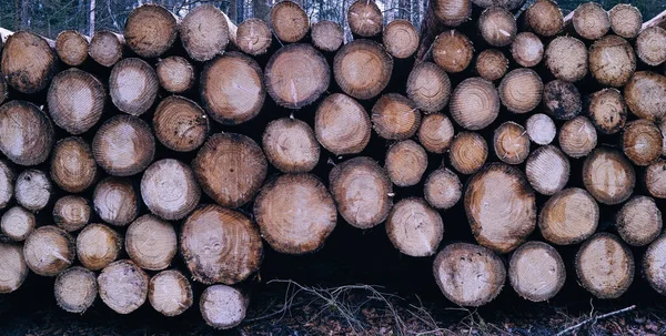 Кучка Дров Лесу — стоковое фото
