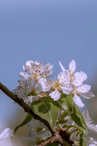 Krásné Bílé Květy Pozadí Modré Oblohy — Stock fotografie