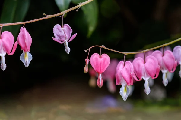 Krásné Růžové Orchidej Květiny Zahradě — Stock fotografie