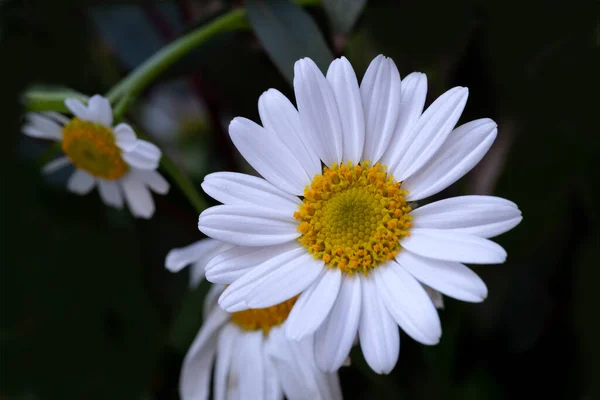庭の白いデイジーの花 — ストック写真