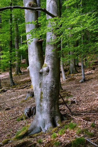 一种带有大树干的绿色森林的垂直截图 — 图库照片