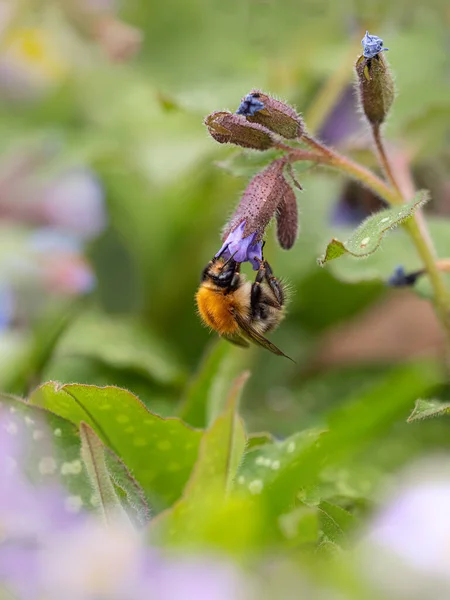 Bee Flower — Stock Photo, Image