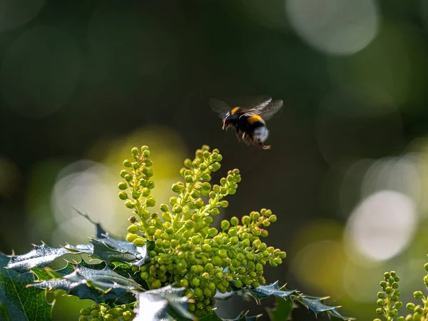 Μέλισσα Λουλούδι — Φωτογραφία Αρχείου