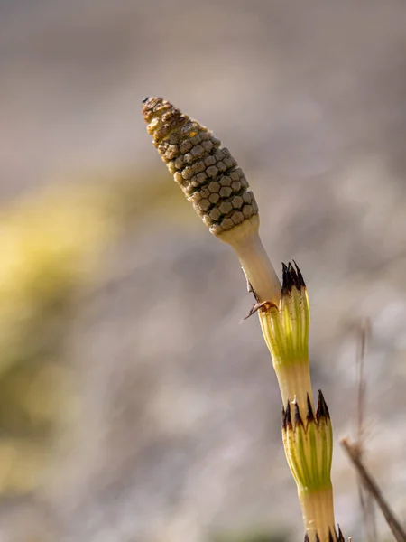 Close Flower Bud — стоковое фото