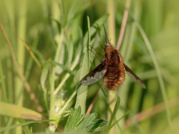 Schmetterling Auf Einem Grünen Gras — Stockfoto