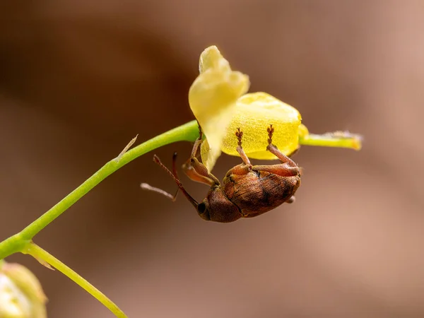 Nahaufnahme Einer Wespe Auf Einem Blatt — Stockfoto