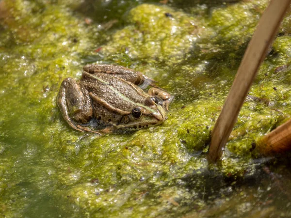 Лягушка Лесу — стоковое фото