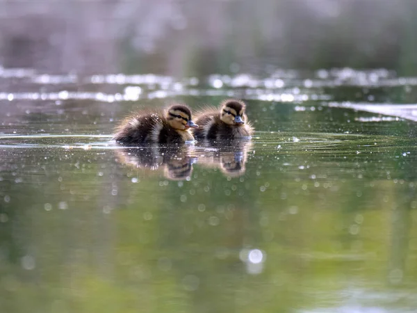 Petits Canetons Dans Lac — Photo