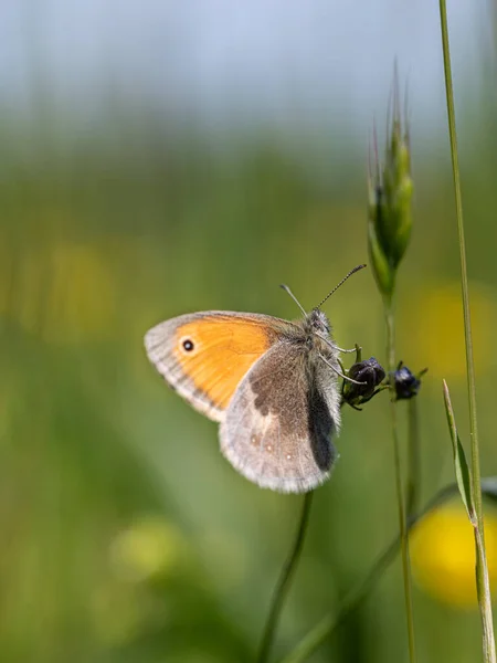 Schmetterling Auf Einer Blume — Stockfoto