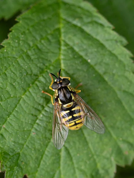 Closeup Shot Wasp Leaf — Stock Photo, Image