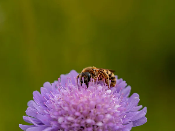 Biene Sammelt Pollen Einer Blume — Stockfoto