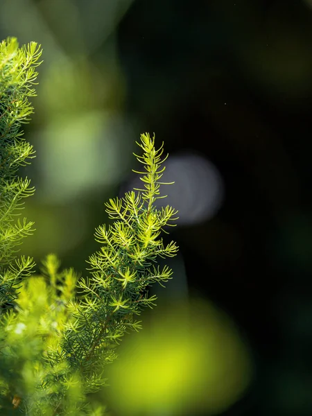 Musgo Verde Ramo Floresta — Fotografia de Stock