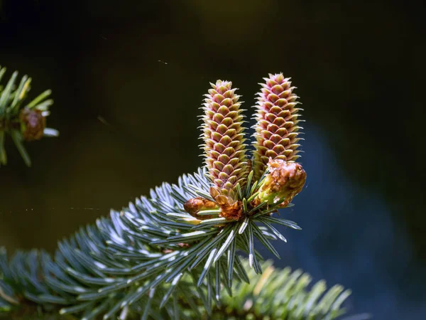 Pine Cone Branch Tree — Stock Photo, Image