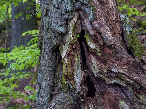 Φλοιό Δέντρου Στο Δάσος — Φωτογραφία Αρχείου
