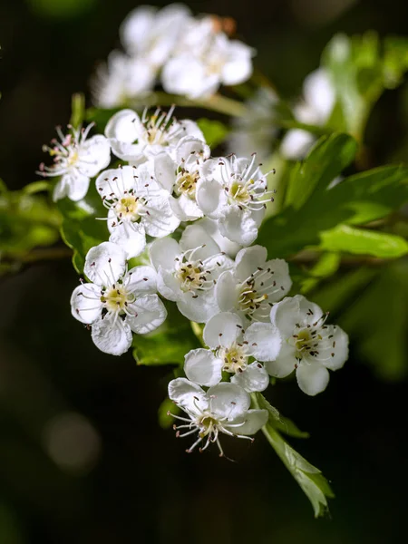 Flores Blancas Árbol Jardín —  Fotos de Stock