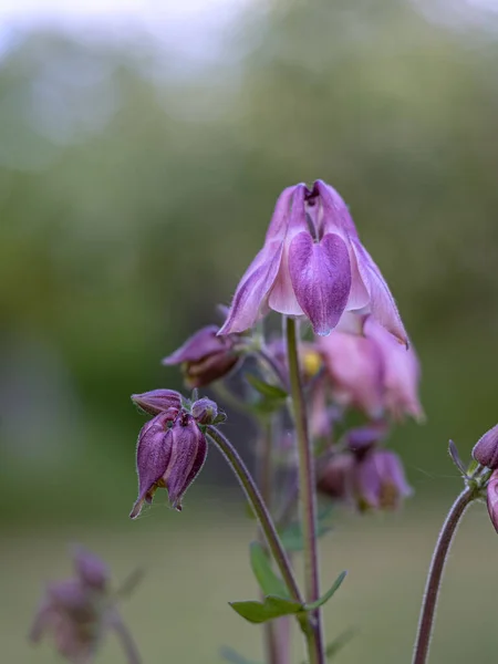 Belle Fleur Violette Dans Jardin — Photo