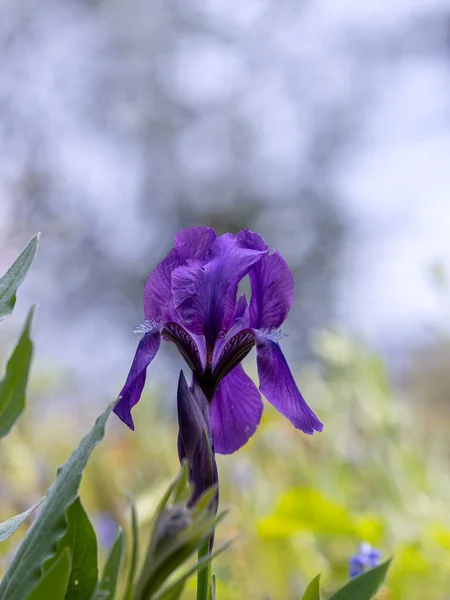 Hermosa Flor Púrpura Jardín — Foto de Stock