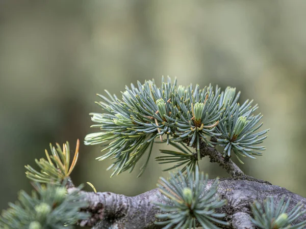 Close Pine Cone Branch Tree — Stock Photo, Image