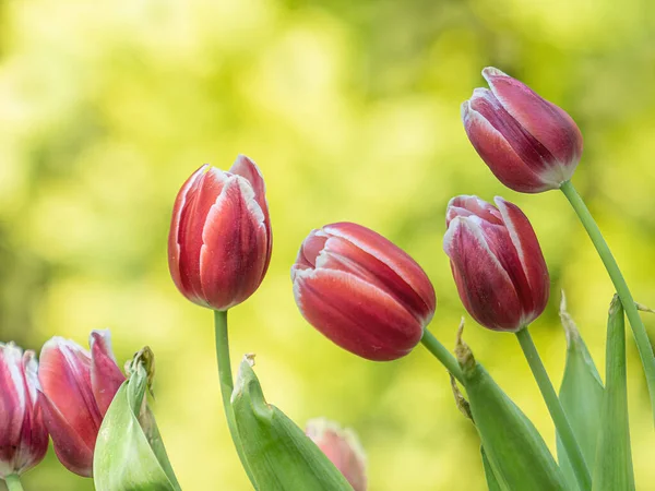 Frühling Garten Rote Tulpen Gelb Bokeh Hintergrund — Stockfoto
