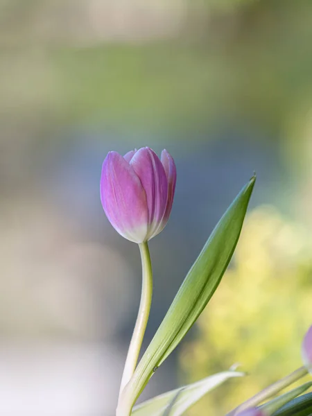 Nahaufnahme Von Rosa Krokusblüten Tulpe Auf Verschwommenem Hintergrund — Stockfoto