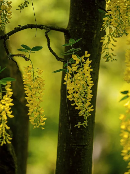 Laburnums Árvore Brilham Amarelo — Fotografia de Stock