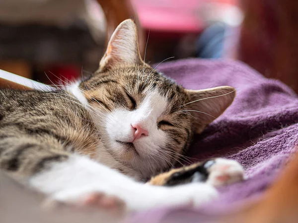 Domestic Cat Sleeps Fabric — Stock Photo, Image