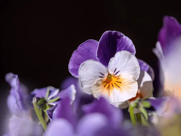 Красиві Фіолетові Квіти Темному Фоні — стокове фото