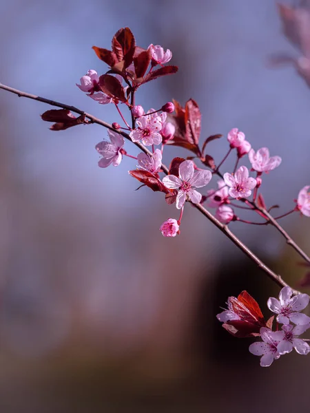 Belas Flores Cor Rosa Uma Árvore — Fotografia de Stock