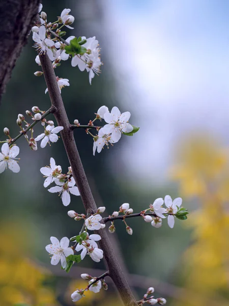 Krásné Jarní Květiny Stromě — Stock fotografie
