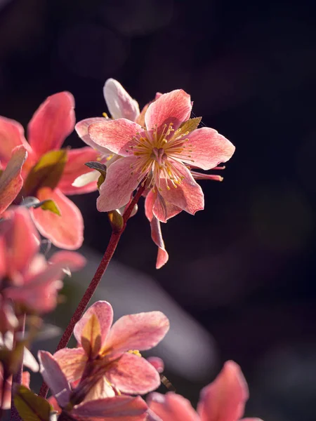 Beautiful Botanical Shot Natural Wallpaper — Stock Photo, Image