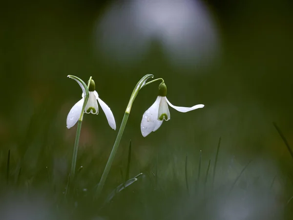 Ormanda Beyaz Kardamlası Çiçeği — Stok fotoğraf
