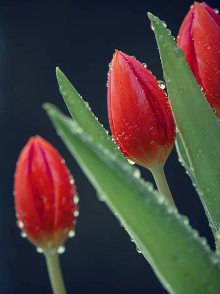 Schöne Rote Tulpe Auf Schwarzem Hintergrund — Stockfoto