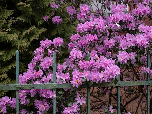 Piękne Kwiaty Ogrodzie — Zdjęcie stockowe