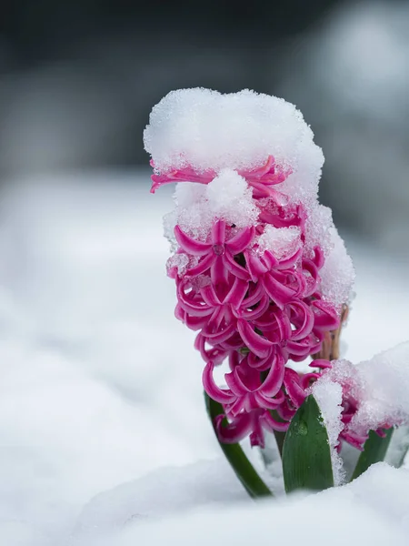 Όμορφο Ροζ Λουλούδι Στο Χιόνι — Φωτογραφία Αρχείου