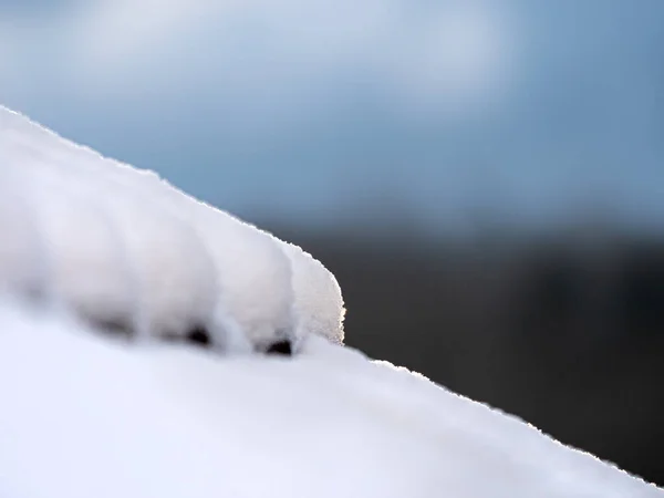 Parkta Karla Kaplı Ağaç — Stok fotoğraf